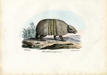 Södra trebandade bältdjuret, 1863-79